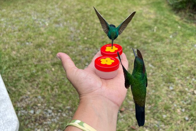Bird Watching Half-Day Tour (Hummingbirds and Others - Booking Details and Pricing