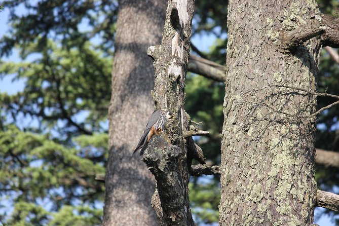 Bird-Watching Hikes Around Jibhi - Frequently Asked Questions