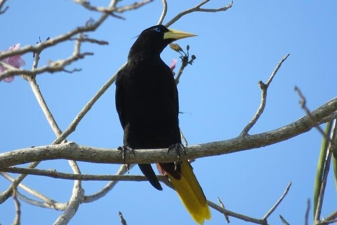 Bird Watching in Cartagena Full Day - Booking Information