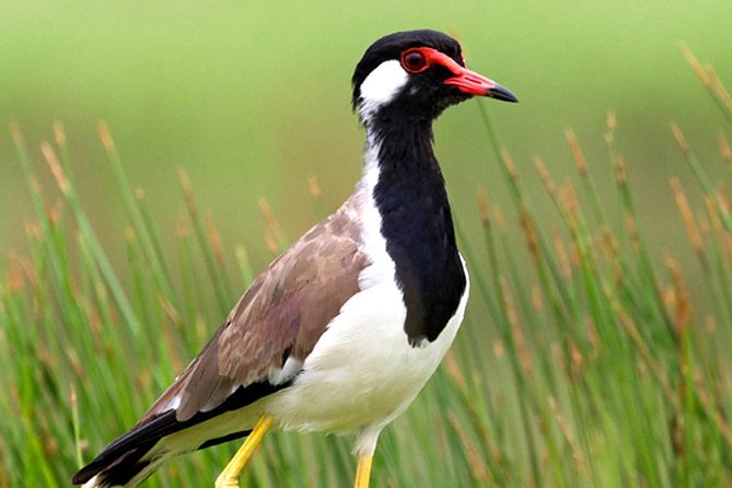 Bird Watching Tour at Muthurajawela - Frequently Asked Questions