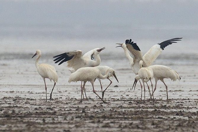 Bird Watching Tour at Nanji Hill Poyang Lake Nature Reserve From Nanchang - Meeting and Pickup
