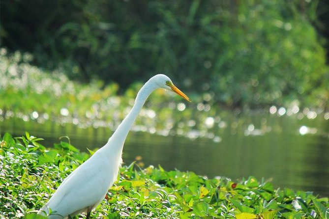 Bird Watching Tour in Muthurajawela Wetland From Colombo Harbour - The Sum Up