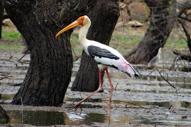 Birding Trails in Delhi - What To Expect on the Tour