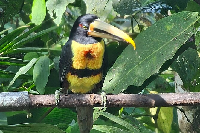 Birdwatching by Mindo Cloud Forest (Private Tour) - Optional Activities