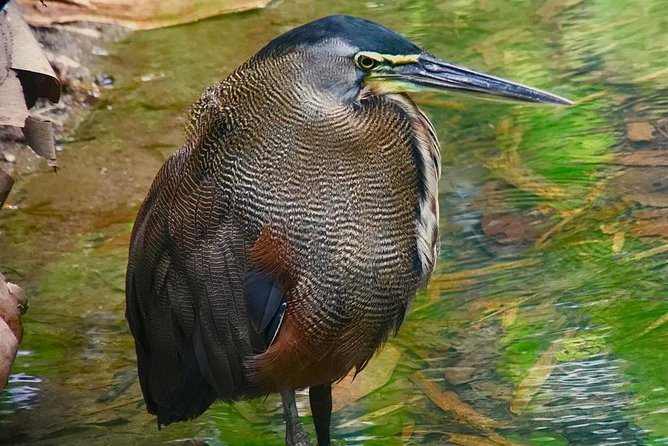 Birdwatching Manuel Antonio/ El Rey. (Marshes,Rice Fields,Canals) Group Tour - Transportation Details