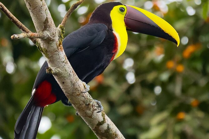 Birdwatching Tour in the Banks of Rio Celeste With Breakfast - Booking Process