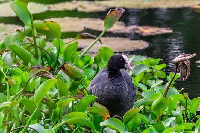 Birdwatching Walk in Anawilundawa Sanctuary From Kalpitiya - What to Expect During the Tour