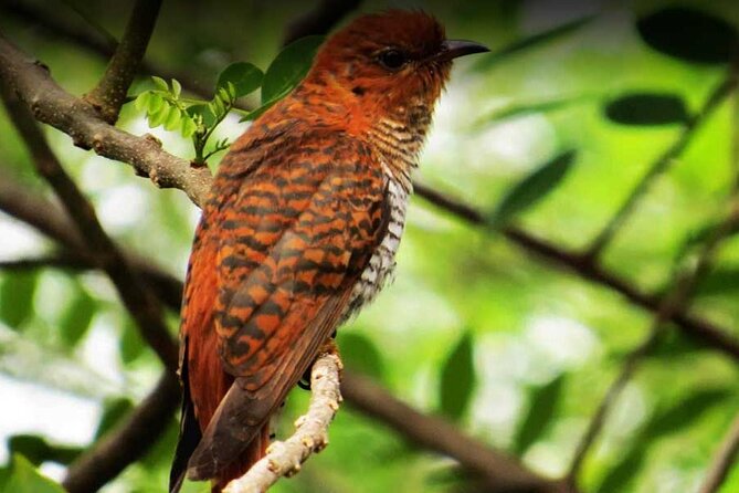 Birdwatching Walk in Sigiriya Countryside - Exclusions