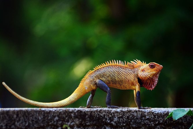 Birdwatching Walk in Sinharaja Rainforest From Colombo - Directions