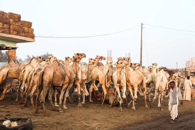 Birqash Camels Market - Cancellation Policy