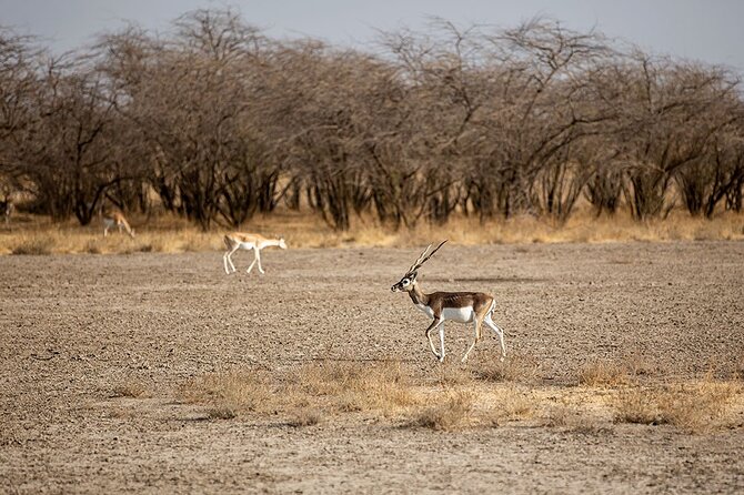 Blackbuck Safari From Rajkot - Booking Information and Pricing