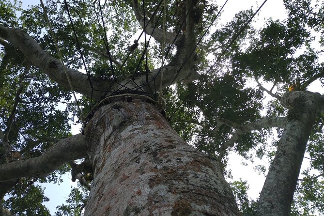 Bonsu Aboretum Canopy, Cocoa Research & Aburi Gardens - Frequently Asked Questions