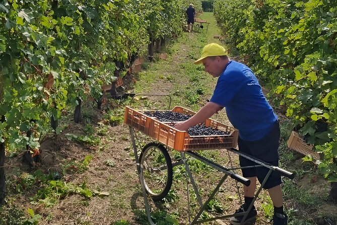 Boutique Winery Tour & Tasting in Valpolicella - The Tasting Experience