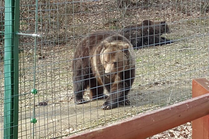 Bran Castle, Bear Sanctuary and Palinca From Brasov With Tickets - Additional Info