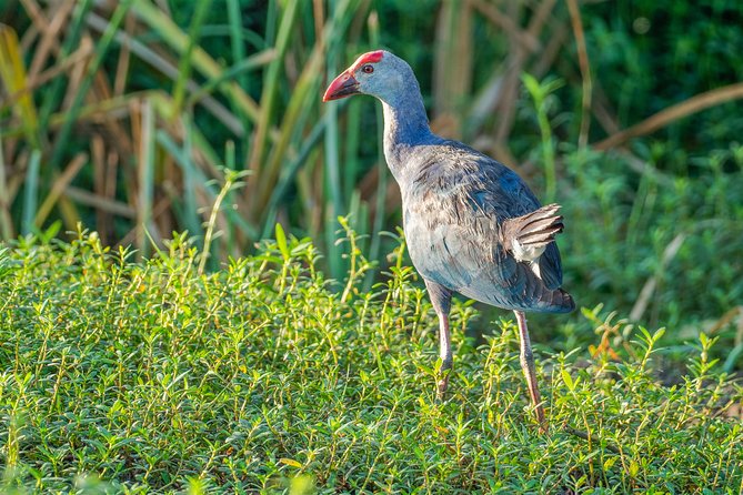 Bundala National Park Private Safari With Naturalist - Reservation Process