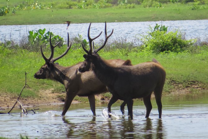 Bundala National Park Safari From Hikkaduwa - Cancellation Policy