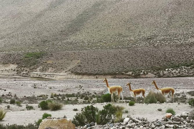 Bus From Puno to Chivay With Stops - Cancellation Policy Details