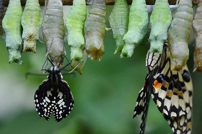 Butterfly Garden Ticket Skip the Line With Transportation - Pricing and Lowest Price Guarantee