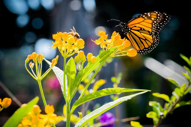 Butterfly Trail (11 Days) - Activities and Excursions