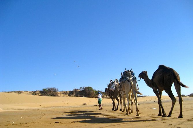 Camel Ride on the Beach of Essaouira