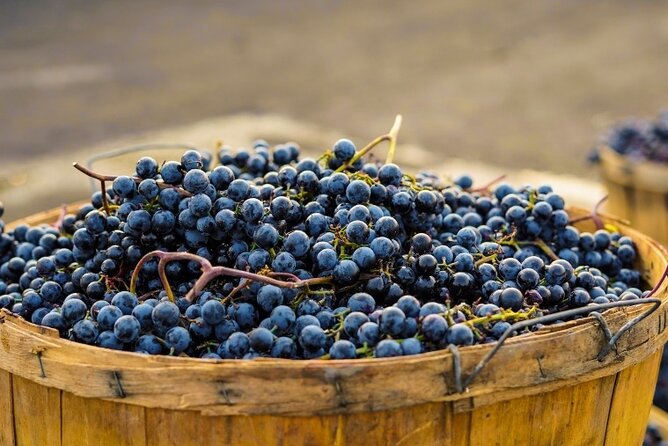 Casablanca Private Wine Tour 3 Wineries With Lunch From Santiago - The Sum Up