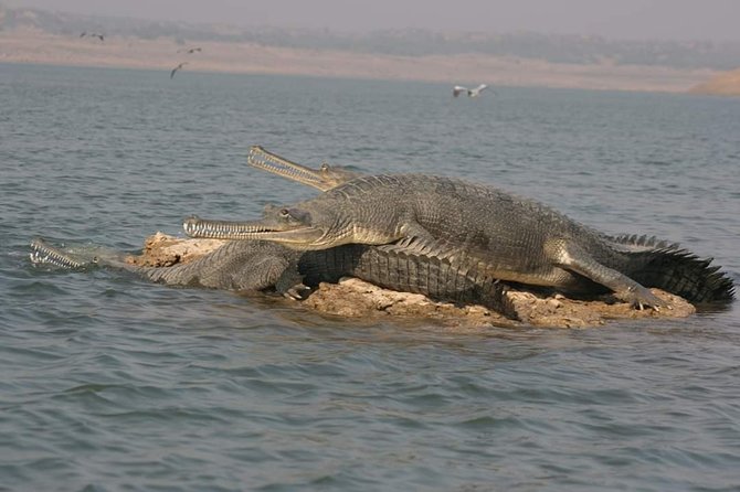 Chambal Boat Safari (Day Excursion From Agra) - Cancellation Policy and Price