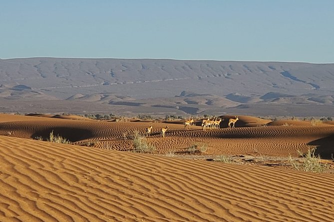 Chegaga Desert: 3-Day Private Tour From Marrakech