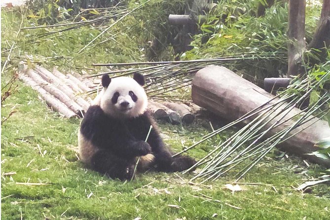 Chengdu Impression of Giant Panda and Sichuan Cuisine Cooking Experience - Additional Information
