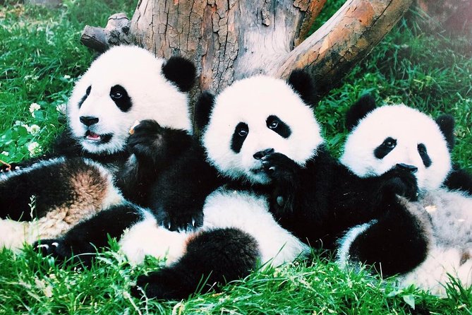 Chengdu One Day Trip From Xiamen by Air: Leshan Giant Buddha, Pandas and More - Culinary Delights of Chengdu