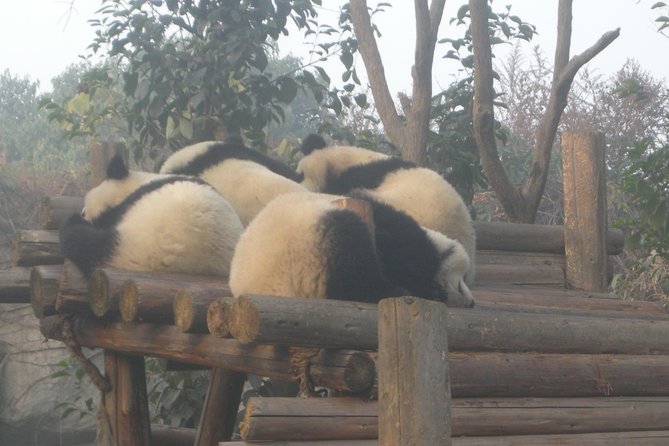 Chengdu Panda Base and Drop off Shuangliu International Airport(CTU) Day Tour - Schedule Details