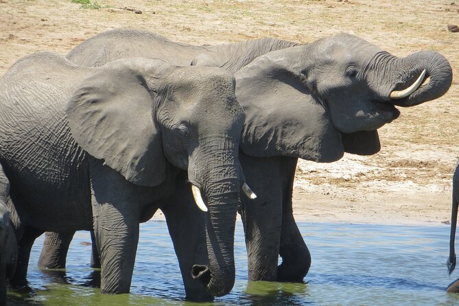 Chobe Full Day Safari Extended - Frequently Asked Questions