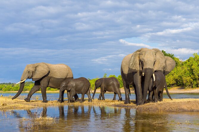 Chobe National Park Safari Day Trip - Accessibility Information