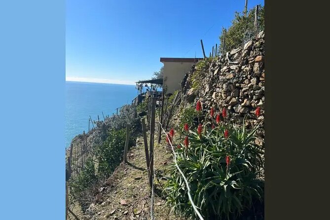Cinque Terre: Natural Wine Tasting With Sea View in Riomaggiore - Price and Booking Information