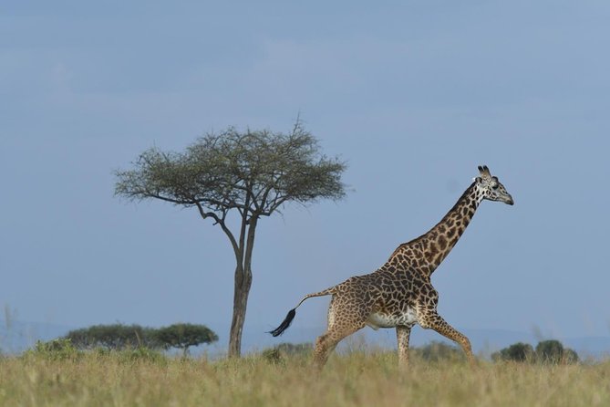 Classic Rhapsody Masai Mara Safari - Additional Details