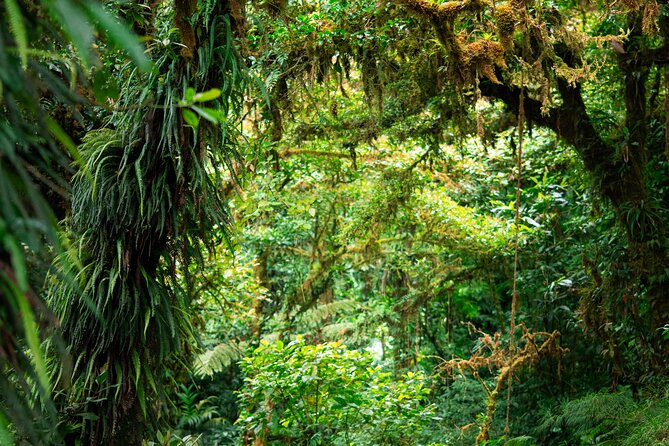 Cloud Forest Natural History Tour - Tour Overview
