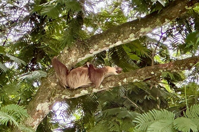Combo Tour: Tortuguero Canal & Cahuita National Park - The Sum Up