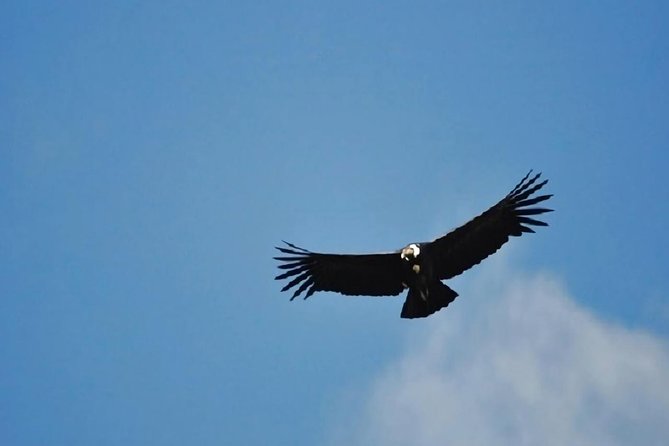 Condor Canyon Full Day From Cusco - Frequently Asked Questions