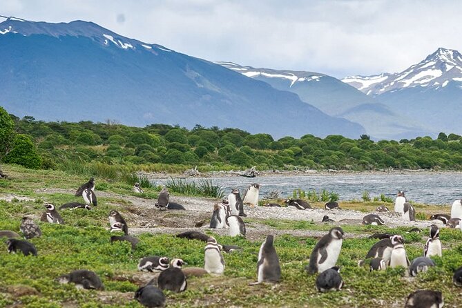 Crab Tour in 4x4 With Penguin Watching - Transportation Details