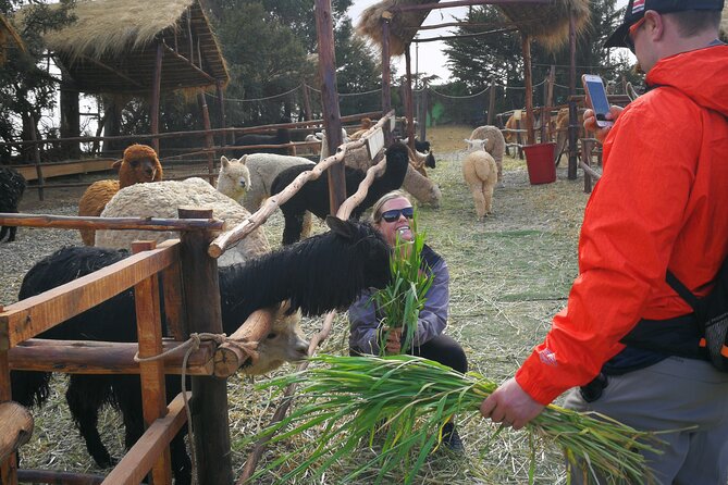 Cusco City Sightseeing Tour - Accessibility Information