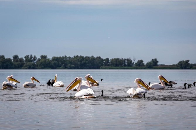 Danube Delta - 2-Days Shared Tour From Bucharest - Accommodation Details