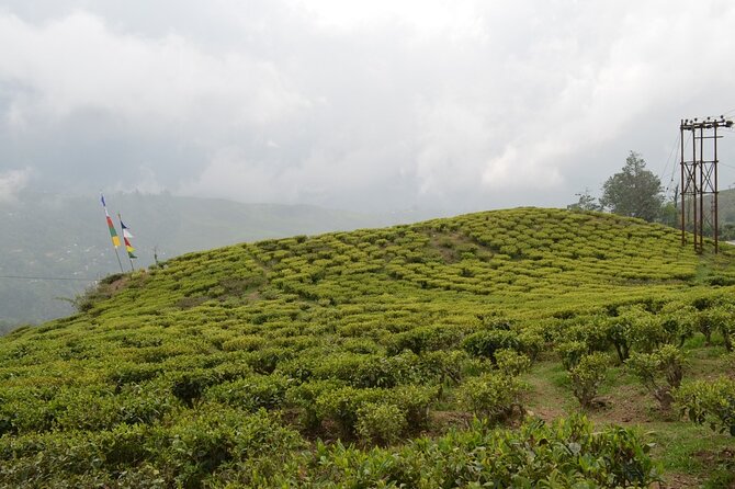 Darjeeling Tea Estate Tour - Cancellation Policy Information