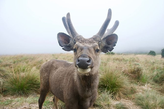 Day Excursion to Horton Plains With Scenic Train Ride From Nuwara Eliya - Inclusions and Exclusions
