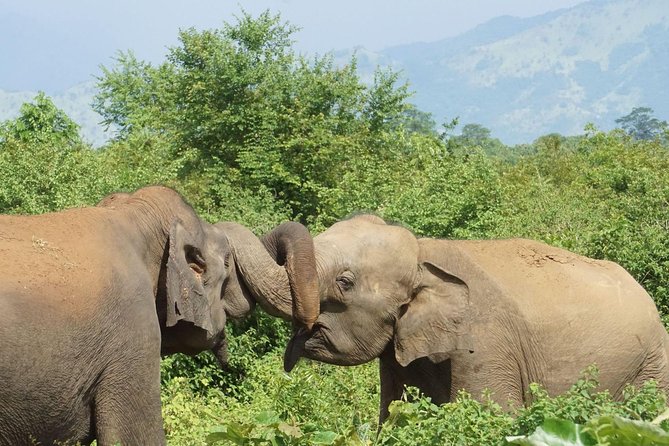 Day Excursions to Udawalawe From Bentota - Frequently Asked Questions