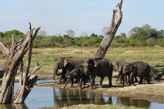 Day Excursions to Udawalawe From Galle (Transfer Only) - What To Expect