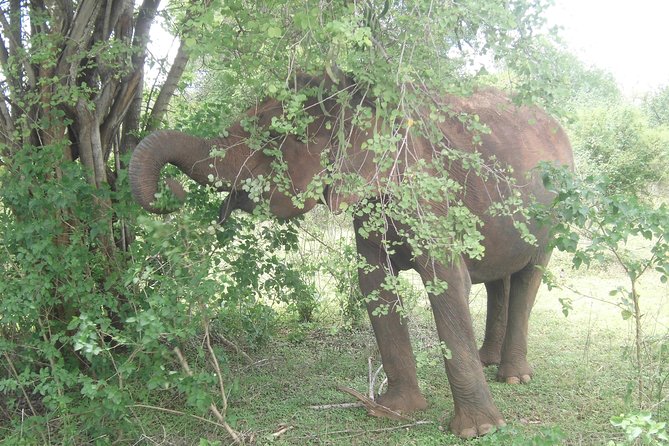 Day Excursions To Udawalawe National Park From Negombo - Weather Conditions & Recommendations