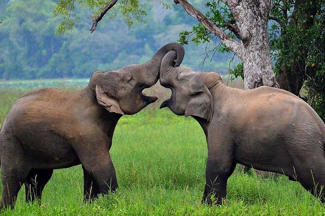 Day Excursions to Wasgamuwa National Park From Colombo - Lunch and Refreshment Break