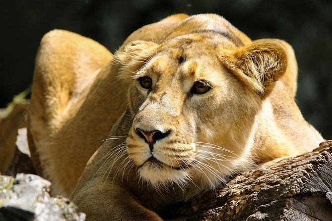 Day Safari To Nakuru National Park From Nairobi - What to Expect During the Safari