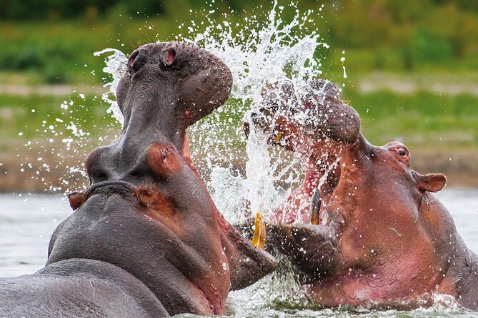 Day Safari Trip to Selous Game Reserve From Zanzibar - Accessibility Details