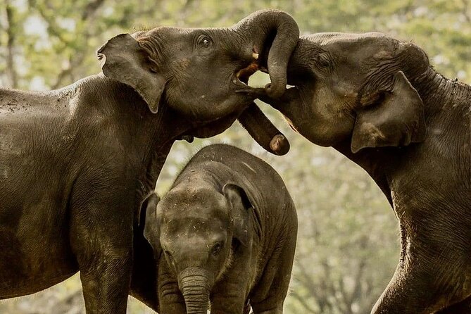 Day Tour From Colombo to Minneriya National Park Jeep Safari - The Sum Up