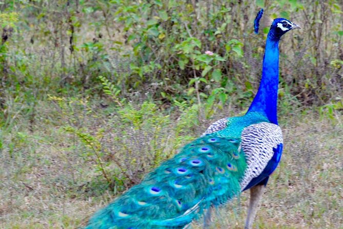 Day Tour From Colombo to Udawalawe National Park Jeep Safari - Tour Operator